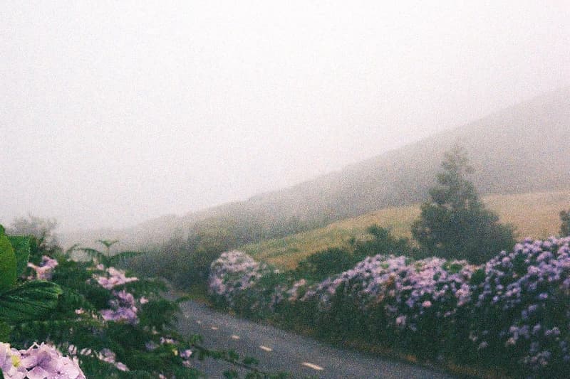 Estrada ladeada de hortênsias na bruma dos Açores